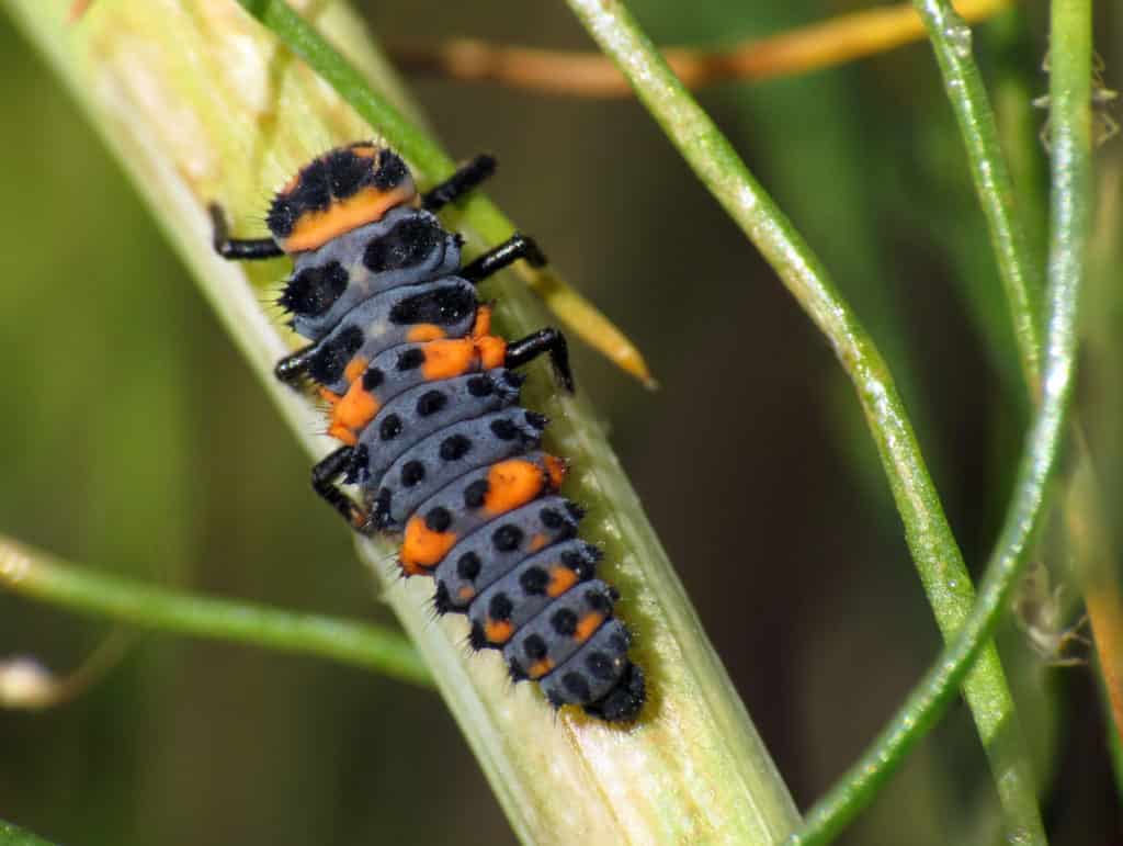 Lady beetle larva on a plant stalk.