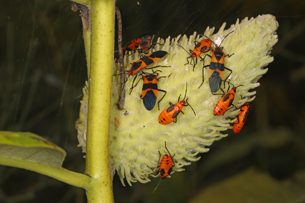 Two adult Large Milkweed Bugs and several nymphs are on a milkweed bud.