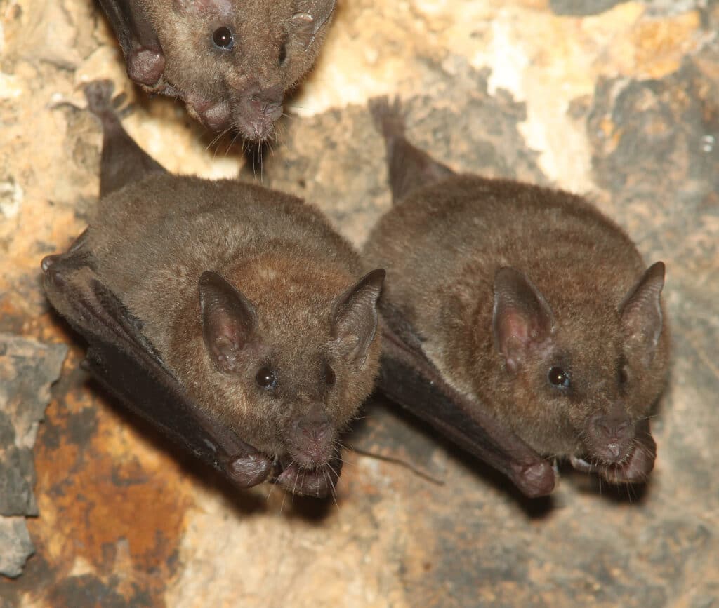 Three Lesser Long-nosed Bats are shown facing the camera as they cling head-down to a rocky surface.