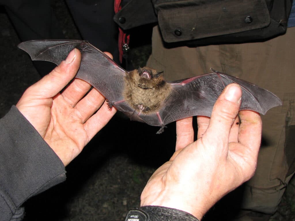 Two hands are holding a Little Brown Bat and stretching out its wings. It is facing the camera.