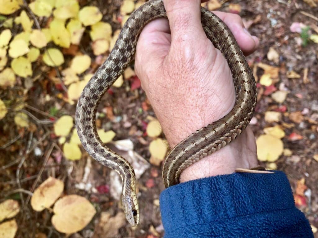 A small Maritime Garter Snake is being held in a person's hand.