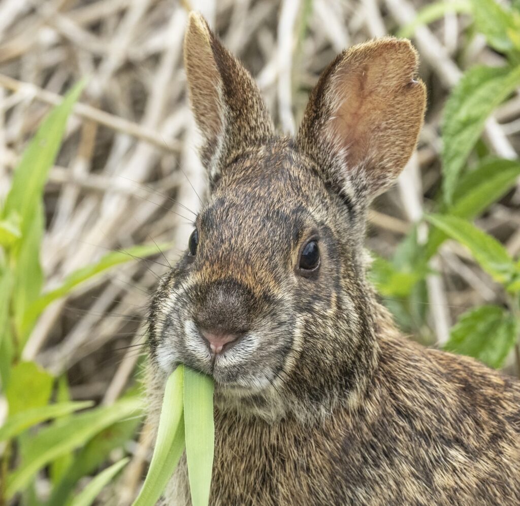 A close up of a Marsh Rabbit facing the camera. It has a plant leaf hanging out of its mouth.