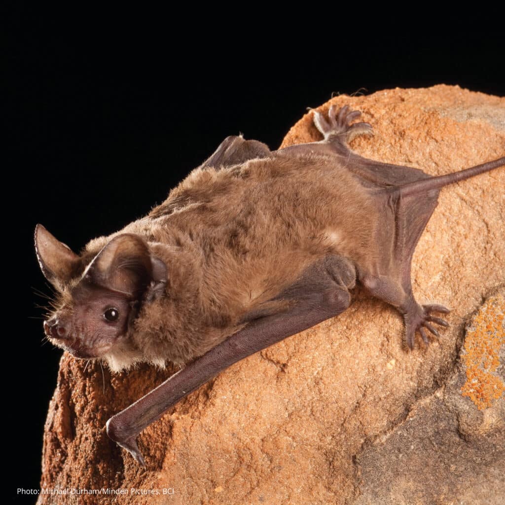 A Mexican Free-tailed Bat is clinging to a reddish-yellow rock, as seen from the side.