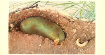 A color illustration of a mole digging underground heading toward a grub.