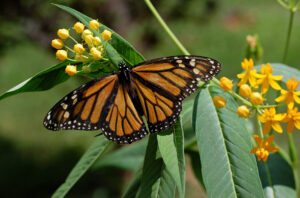 A female Monarch Butterfly is standing on a mikweed leaf with wings spread, as seen from above.