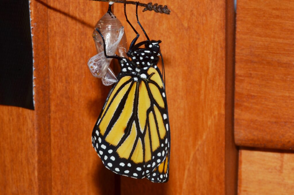 Monarch butterfly clinging to its chrysalis
