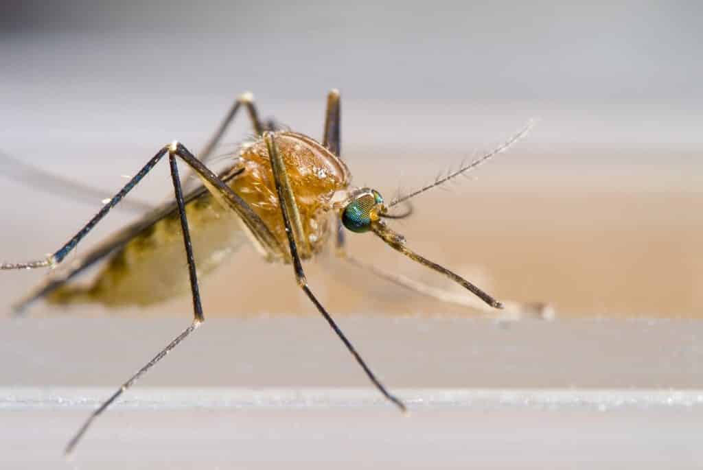 Close up image of a mosquito.