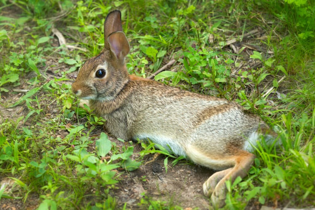 A New England Cottontail is lying on its side with its head raised, relaxing.