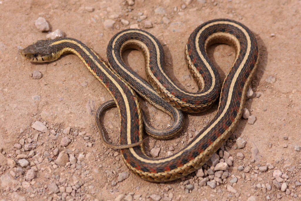 A New Mexico Garter Snake is slightly coiled and lying on a sandy-rocky surface.