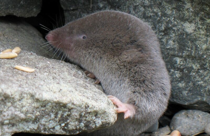 A Northern Short-tailed Shrew is lying on a rock, as seen from the side.