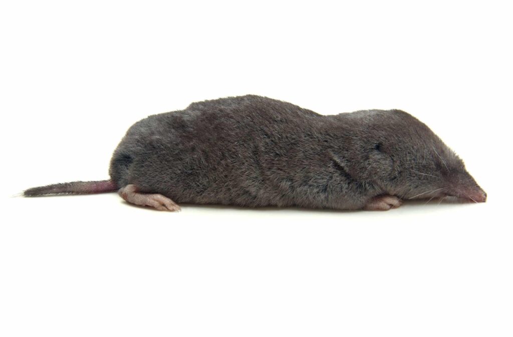 A Northern Short-tailed Shrew is lying down against a white background, as seen from the side.