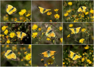 A composite showing many color and marking variations of the Orange Sulphur.
