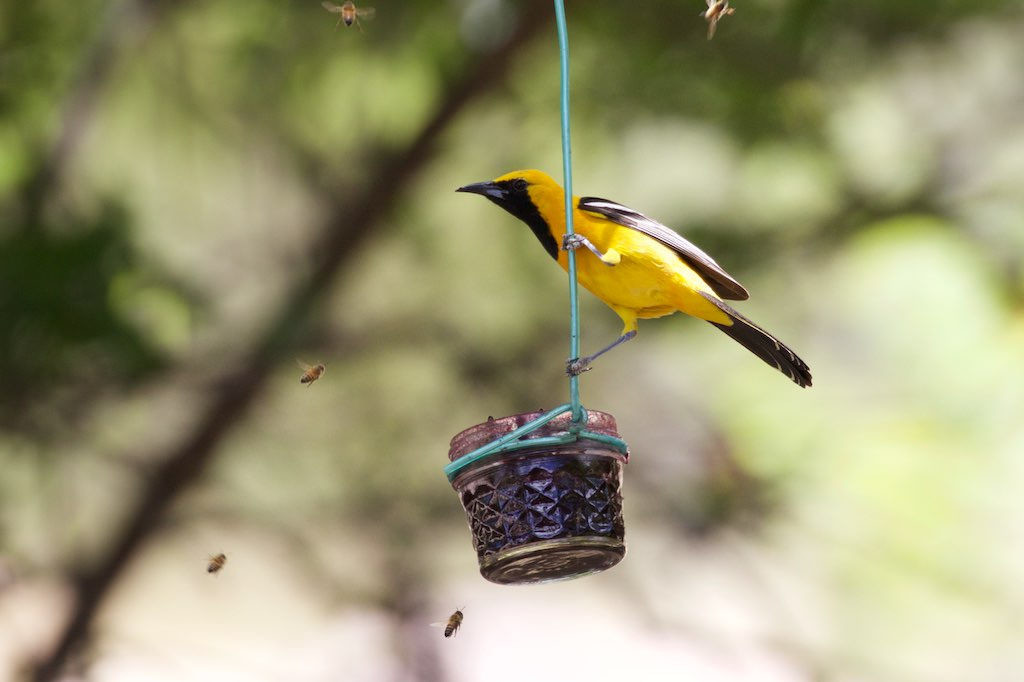 Oriole feeder holding grape jelly.