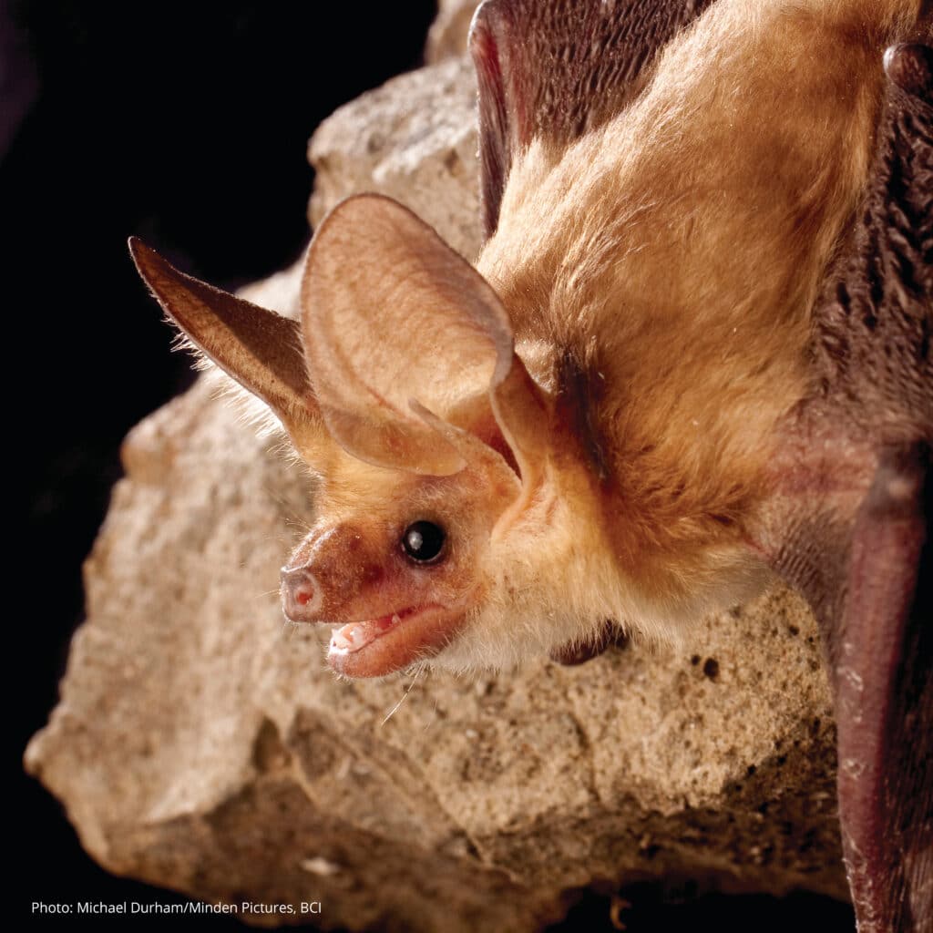 A Pallid Bat is hanging head down from a stony surface.