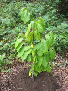 A newly planted young Pawpaw Tree.