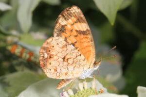 A Pearl Crescent as seen from the side with its wings folded.