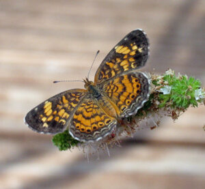 A Pearl Crescent is seen from above with wings spread open. It's clinging to a green flower.