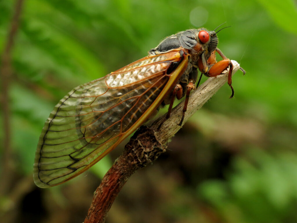 Image of a Periodical Cicada as seen from its right side. It's standing on a thin twig.
