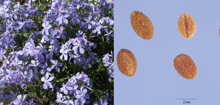 Wild Blue Phlox plant and its seeds