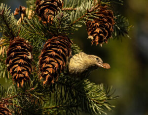 A Pine Siskin bird is in a pine tree and holding a pine seed in its bill.