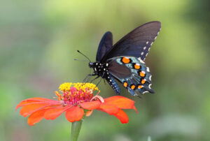 A Pipevine Swallowtail Butterfly is hovering above a red flower.