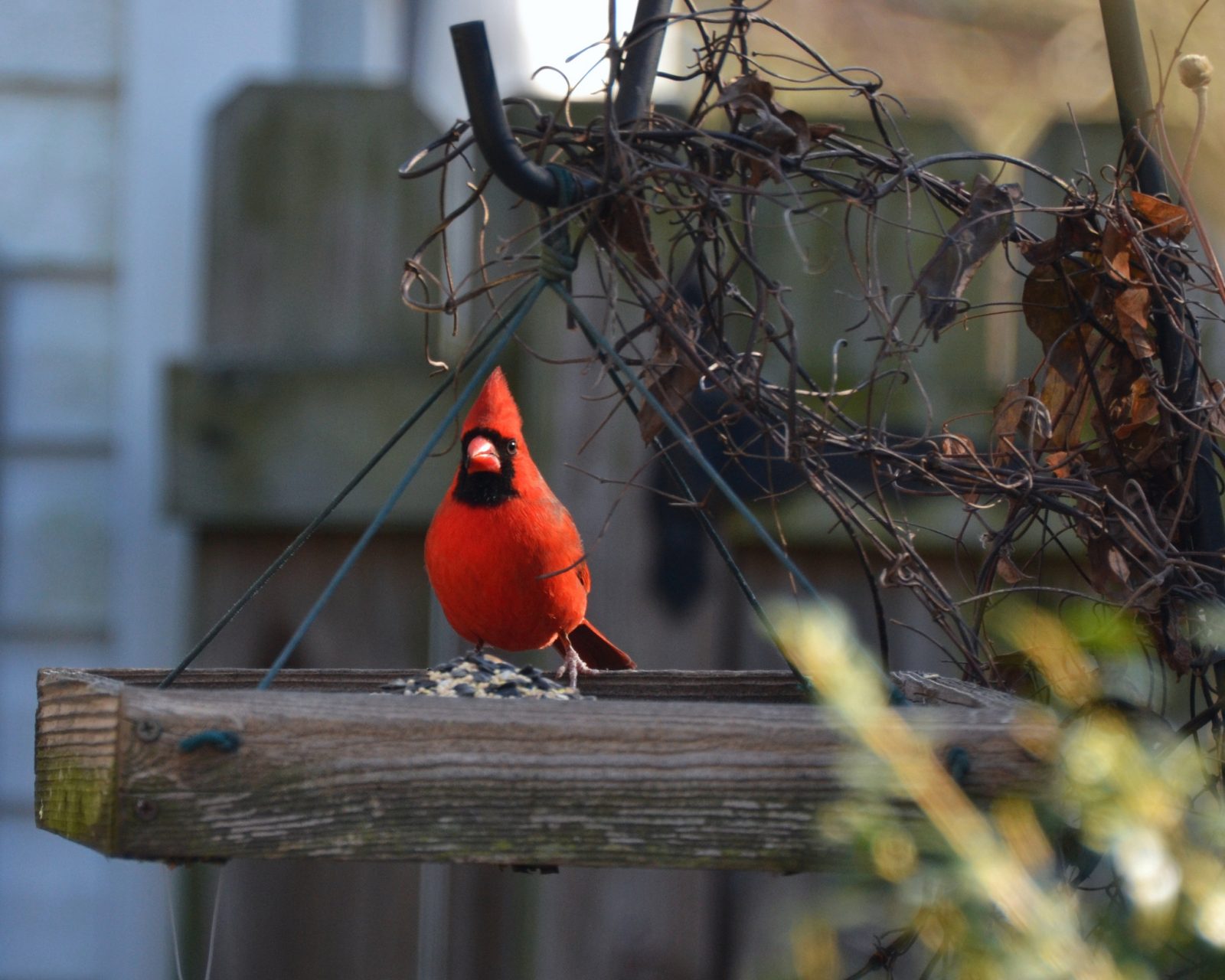Use The Right Types Of Bird Feeders