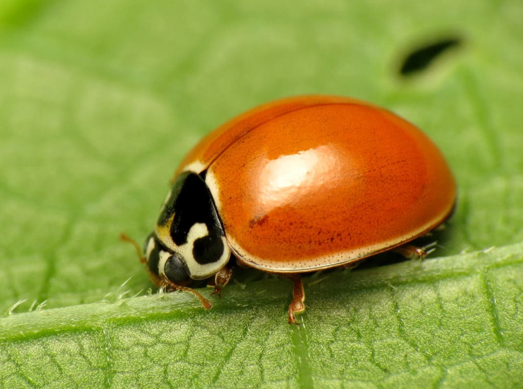 Polished Lady Beetle, Cycloneda munda, standing on leaf