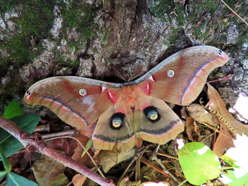 A Polyphemus Moth is standing on tree bark, with its wings spread wide open.