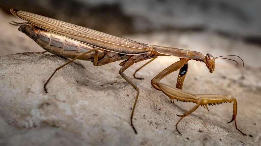 Close up of a Praying Mantis, Mantis religiosa.