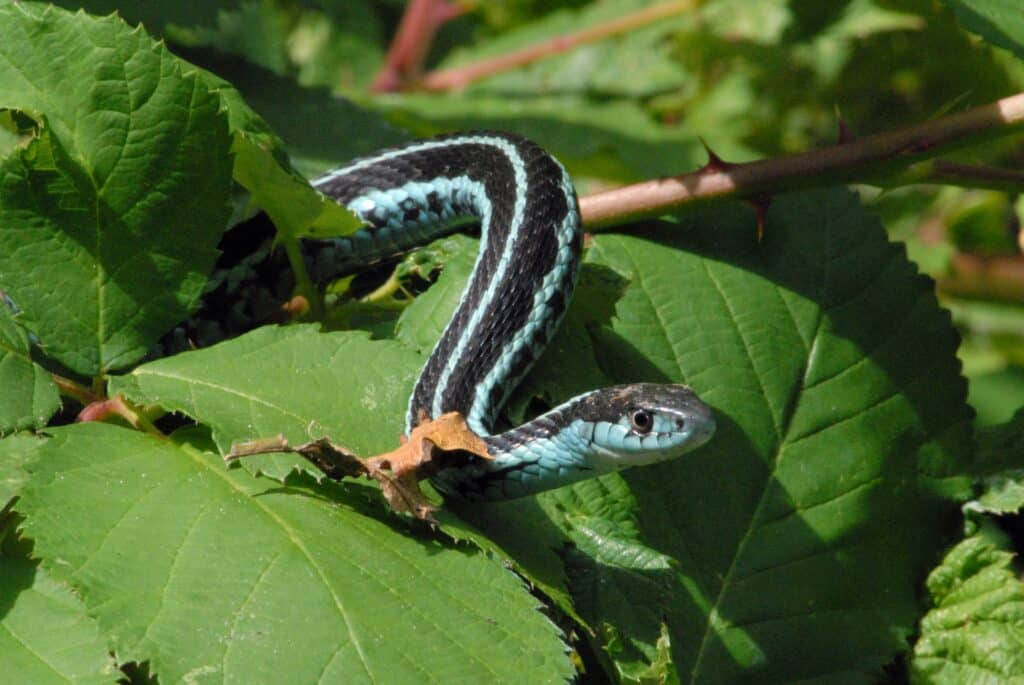 A Puget Sound Garter Snake is lying on green leaves.