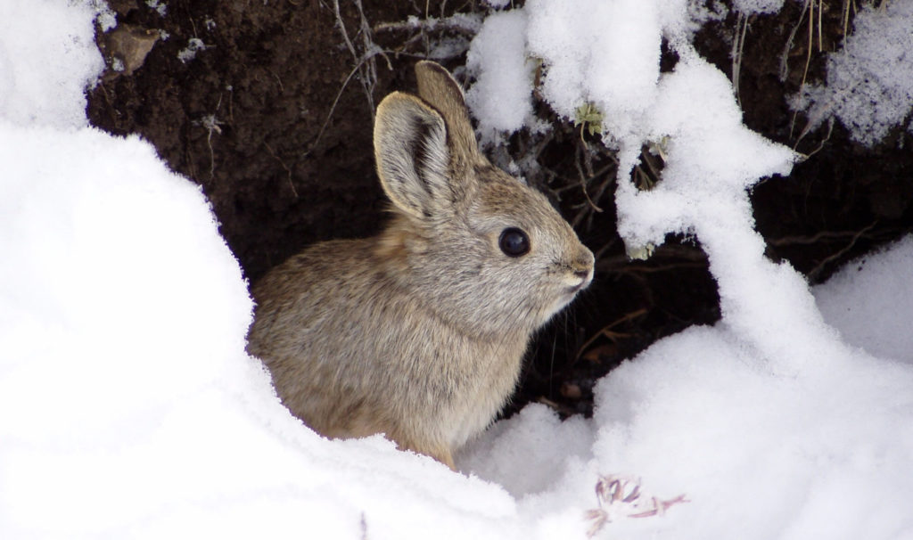 Conejo pigmeo sentado en la nieve