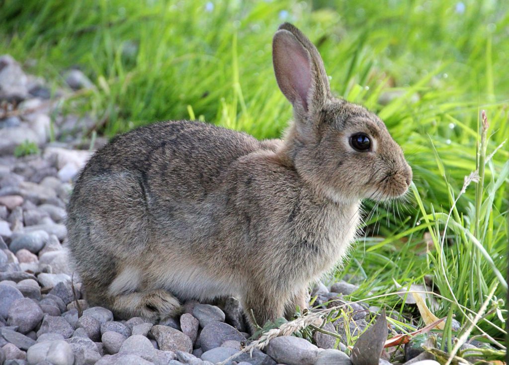 Baumwollschwanzkaninchen auf felsigem Untergrund neben grünem Gras stehend.