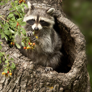 Northern Raccoon sitting in the hollow of a dead tree branch, eating berries.