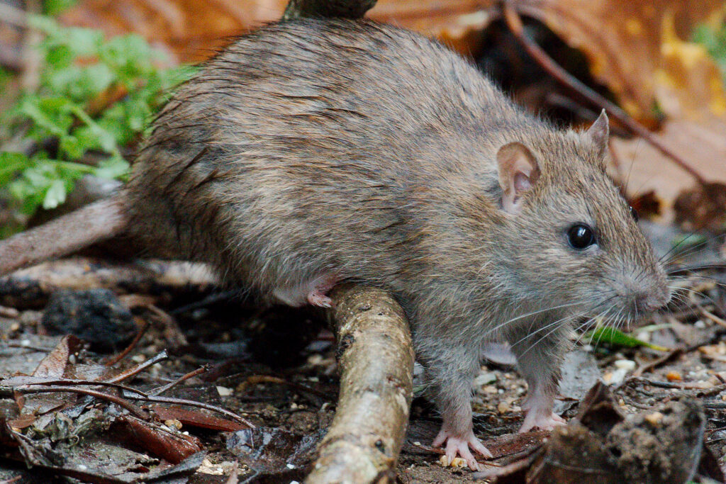 A rat standing on bare ground.