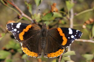 A Red Admiral as seen from above. It's wings are wide open.