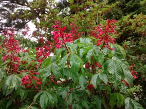 A small Red Buckeye with red blooms.