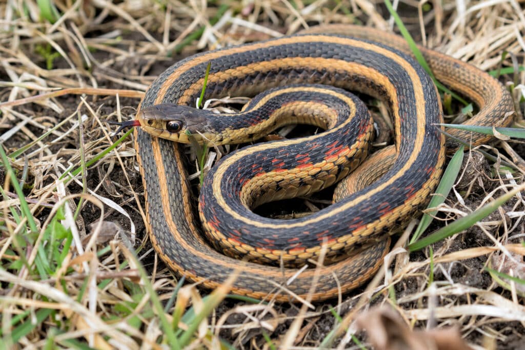 Red-sided garter snake, coiled up while lying in short grasses.