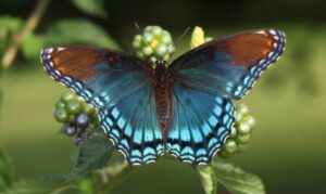 A Red-spotted Purple is standing on a green plant with its wings spread open, as seen from above.