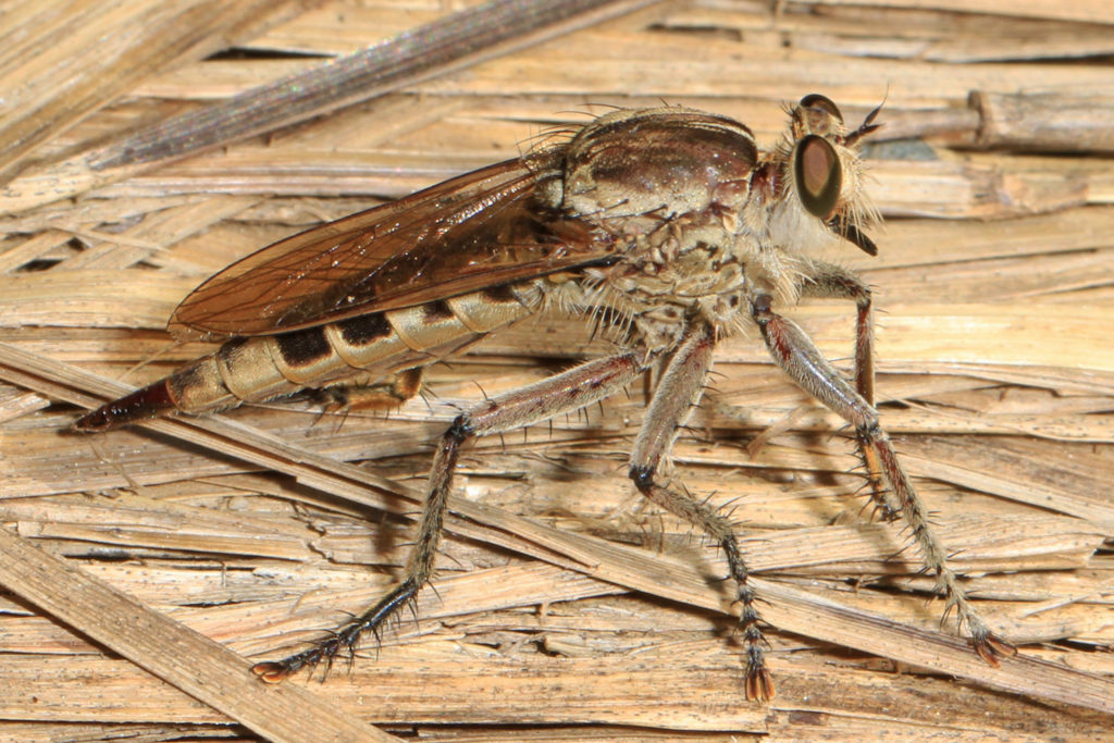 Robber fly standing on 
