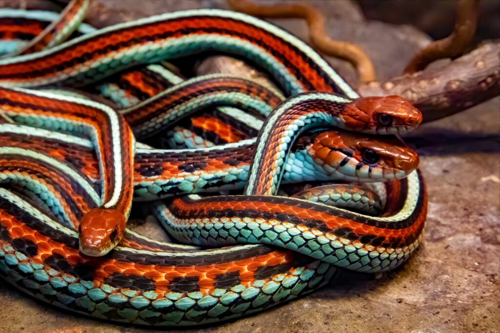 Several San Francisco Garter Snakes are together in a coiled mass.
