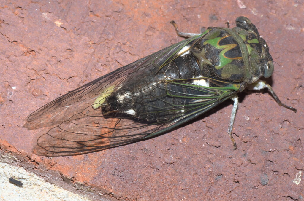 Photo of a Scissor Grinder Cicada standing on a reddish brick.