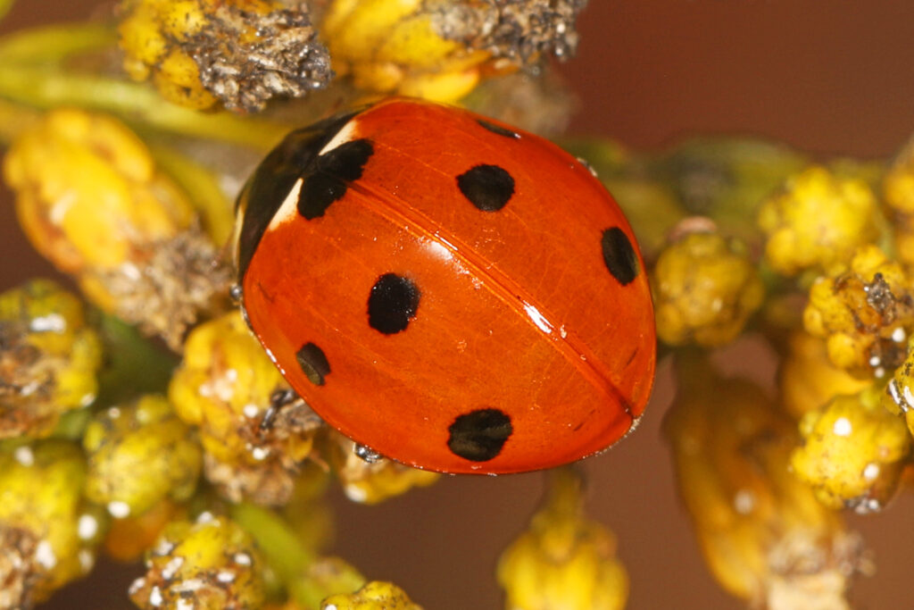 A Seven-spotted Lady Beetle is standing on a yellow plant.