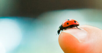 A Seven-spotted Lady Beetle is standing on a person's finger and looking over the edge.