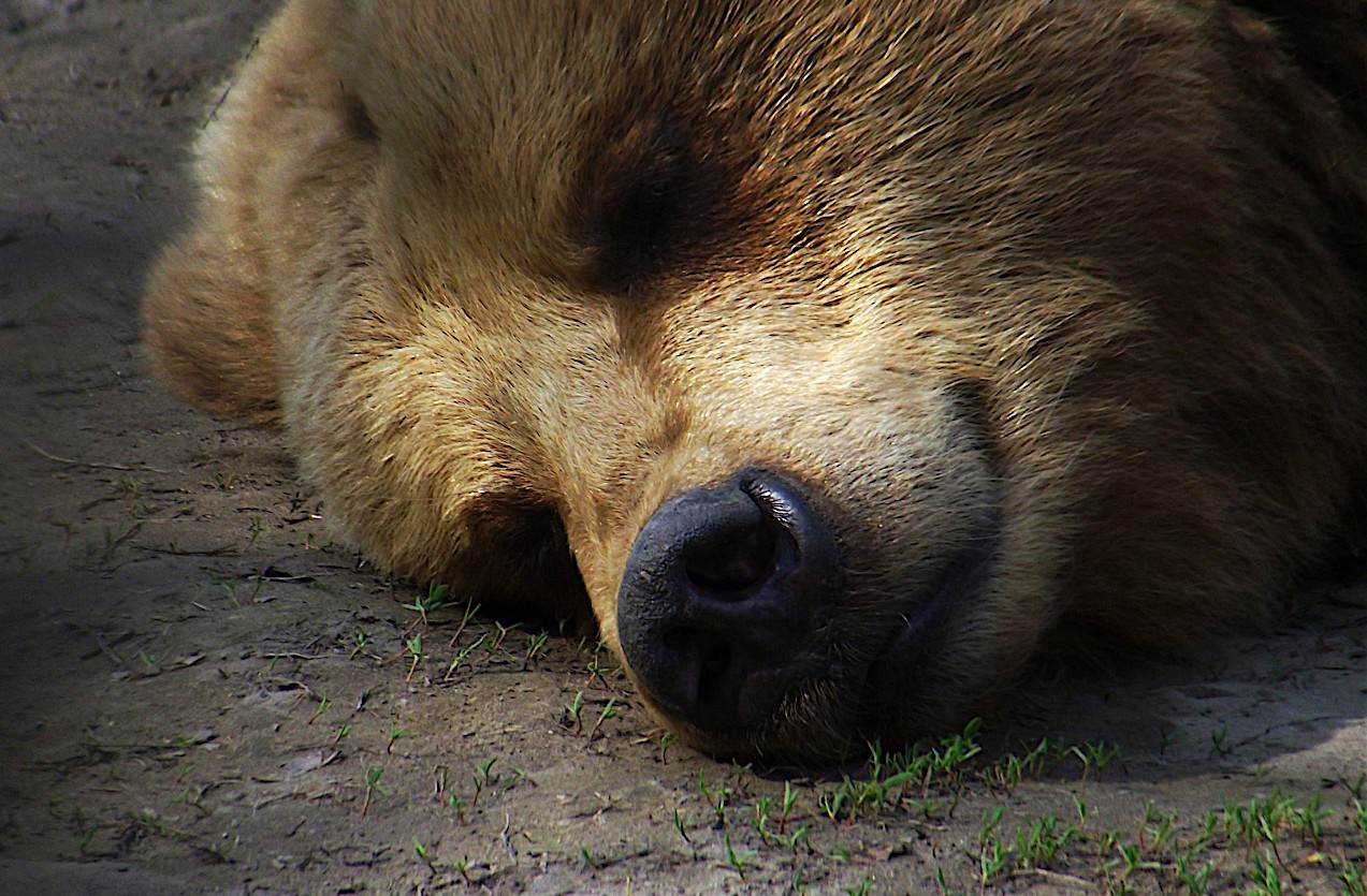 adult sleeping with teddy bear