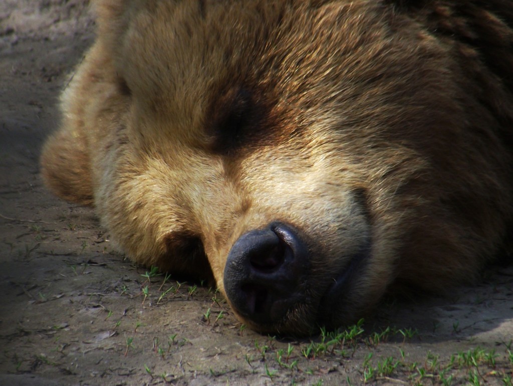 Close up of a brown-colored bear's head, with its eyes closd. 