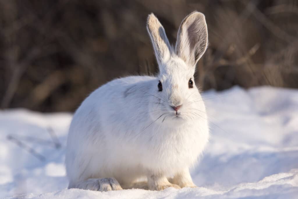 A Snowshoe Hare in all-white fur is sitting on snow and facing the camera.