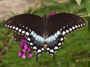 A Spicebush Swallowtail is standing on a purple flower with its wings open, as seen from above.