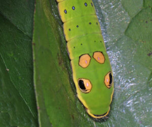 Looking down on a Spicebush Swallowtail caterpillar. It's fake eyes are showing.