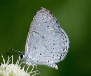 A Spring Azure is standing on a white flower, with wings folded, as seen from the side.