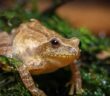 Spring Peeper frog, Pseudacris crucifer
